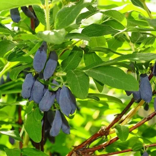 Жимолость съедобная ЛЕБЁДУШКА в Туле