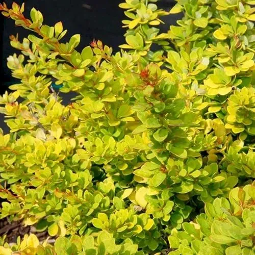 Барбарис СЕНСЕЙШЕН тунберга  Барбарис СЕНСЕЙШЕН тунберга в Туле