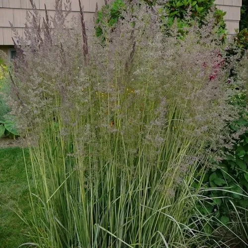 Вейник АВАЛАНШ остроцветковый  Вейник АВАЛАНШ остроцветковый в Туле