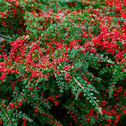 Кизильник горизонтальный  Кизильник горизонтальный в Туле