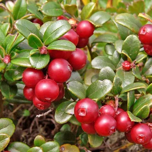 Брусника садовая АМЕРЛАНД  Брусника садовая АМЕРЛАНД в Туле