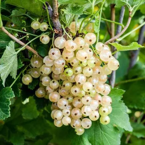 Смородина белая БЕЛАЯ ПОТАПЕНКО  Смородина белая БЕЛАЯ ПОТАПЕНКО в Туле