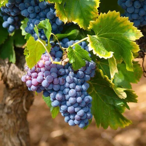 Виноград ЗИЛГА  Виноград ЗИЛГА в Туле