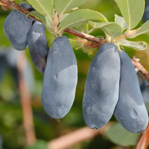 Жимолость съедобная СИНИЙ УТЕС в Туле