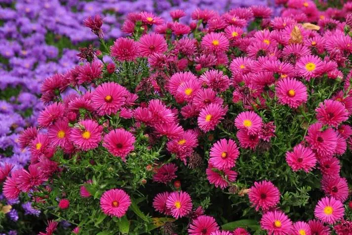 Обновление ассортимента саженцев астры на осень 2025 года!