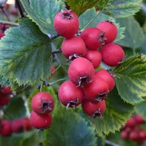 Боярышник АРНОЛЬДА  Боярышник АРНОЛЬДА в Туле