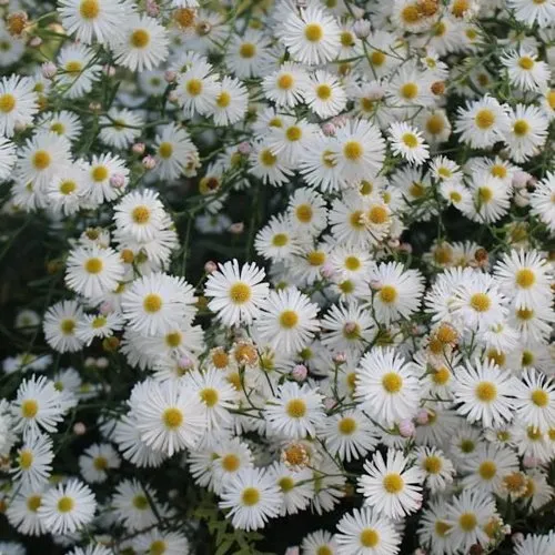 Болтония СНОУБЭНК  Болтония СНОУБЭНК в Туле