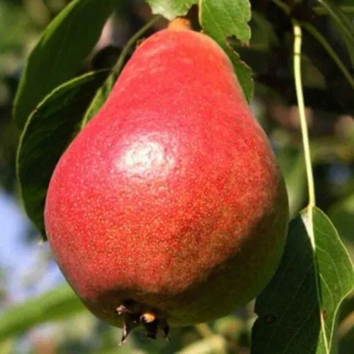 Груша НАРЯДНАЯ ЕФИМОВА  Груша НАРЯДНАЯ ЕФИМОВА в Туле