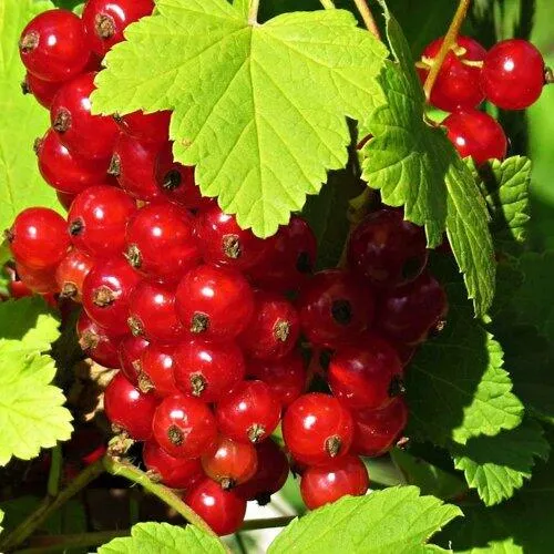 Смородина красная ГАЗЕЛЬ  Смородина красная ГАЗЕЛЬ в Туле