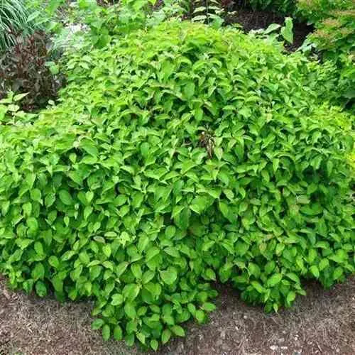 Дерен КЕЛСЕИ шелковистый   Дерен КЕЛСЕИ шелковистый  в Туле