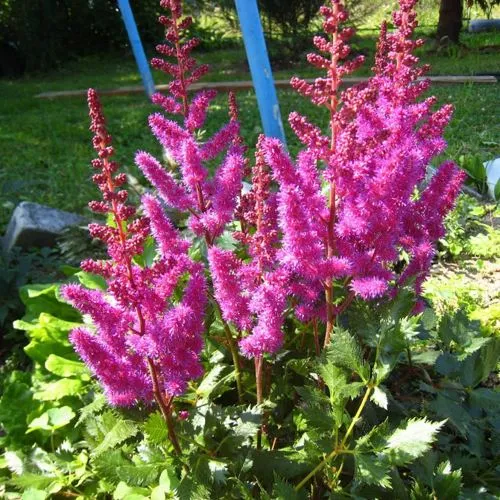 Астильба ЭЛИЗАБЕТ ВАН ВИН японская  Астильба ЭЛИЗАБЕТ ВАН ВИН японская в Туле