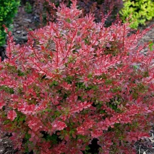 Барбарис ГОЛДЕН РИНГ тунберга  Барбарис ГОЛДЕН РИНГ тунберга в Туле