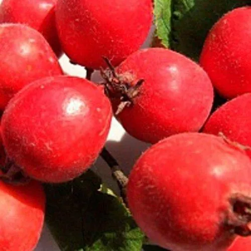 Боярышник КРУПНОПЛОДНЫЙ  Боярышник КРУПНОПЛОДНЫЙ в Туле