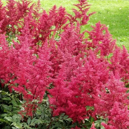 Астильба СКАЙСКРЕЙПЕР китайская  Астильба СКАЙСКРЕЙПЕР китайская в Туле