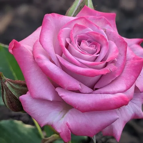 Саженцы роз ОКЕАН МИКАДО спрей в Туле