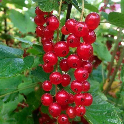 Смородина красная КОНСТАНТИНОВСКАЯ  Смородина красная КОНСТАНТИНОВСКАЯ в Туле