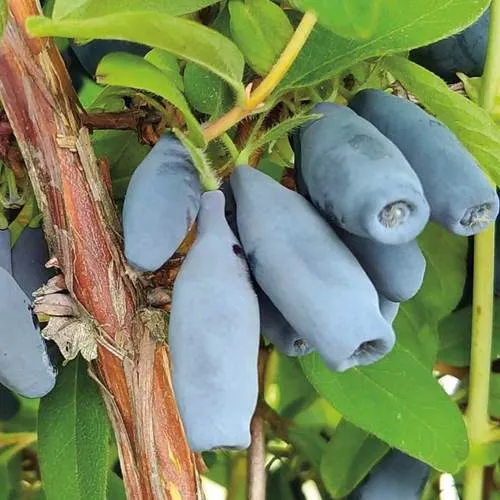 Жимолость съедобная ВОСТОРГ в Туле