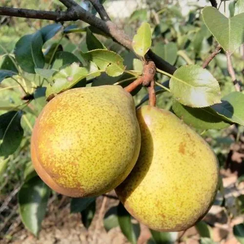 груша ГЕНЕРАЛ ЛЕКЛЕР груша ГЕНЕРАЛ ЛЕКЛЕР