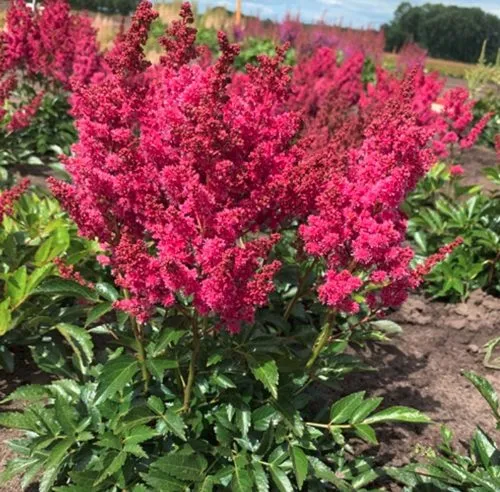 Астильба ЛАКИ ДЕЙ Арендса  Астильба ЛАКИ ДЕЙ Арендса в Туле