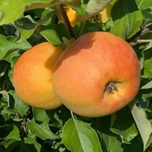 Яблоня АНТОНОВКА ЗОЛОТАЯ  Яблоня АНТОНОВКА ЗОЛОТАЯ в Туле