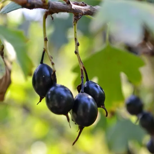 Смородина золотистая ДУСТЛИК  Смородина золотистая ДУСТЛИК в Туле