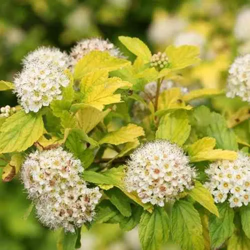 Пузыреплодник АНГЕЛ ГОЛД  Пузыреплодник АНГЕЛ ГОЛД в Туле