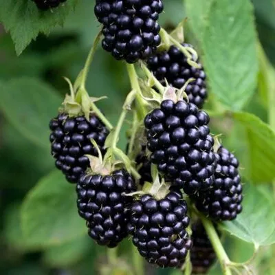 Ремонтантная в Туле