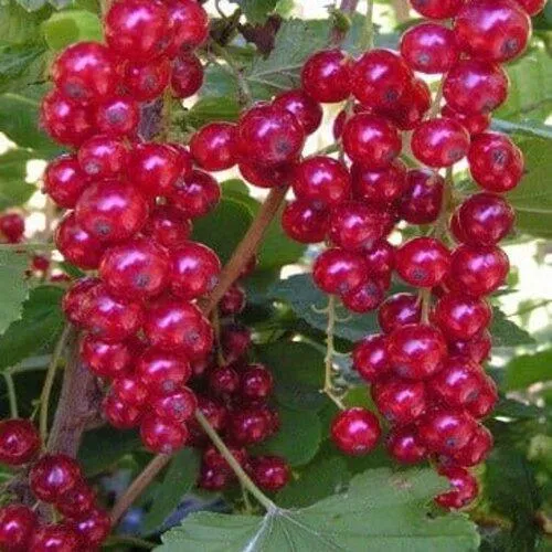 Смородина красная ПУРПУРНАЯ  Смородина красная ПУРПУРНАЯ в Туле