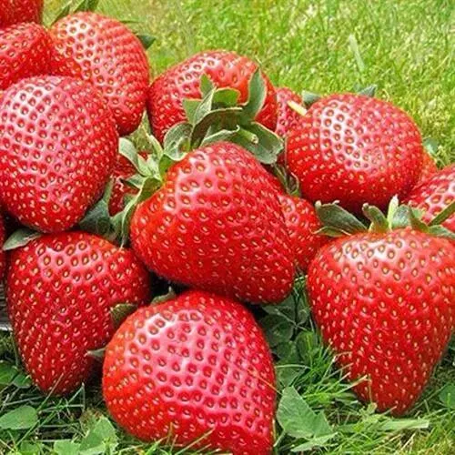 Клубника ЭЛИАНЕ  Клубника ЭЛИАНЕ в Туле