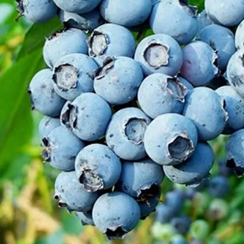 Голубика БРИГИТТА БЛЮ в Туле