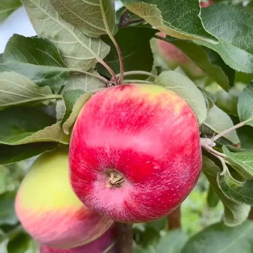 Яблоня АРБАТ колонновидная  Яблоня АРБАТ колонновидная в Туле