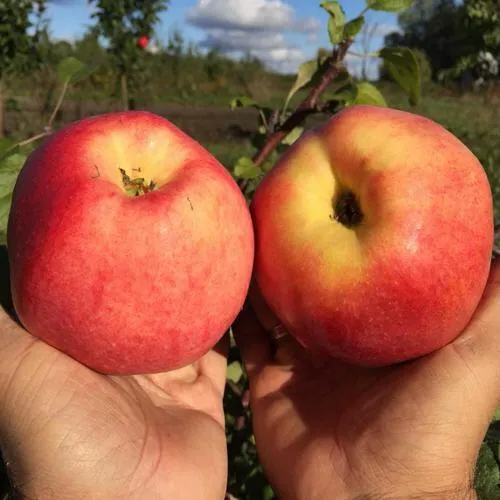 Яблоня КОВРОВОЕ стелющаяся  Яблоня КОВРОВОЕ стелющаяся в Туле