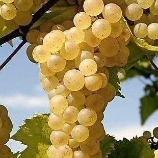 Неукрывные сорта   Неукрывные сорта  в Туле