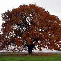 Дуб скальный  Дуб скальный в Туле