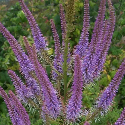 Вероникаструм ФАСЦИНЕЙШН  Вероникаструм ФАСЦИНЕЙШН в Туле