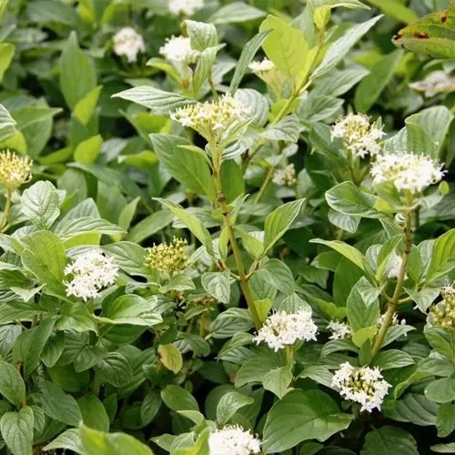 Дерен ФЛАВИРАМЕА отпрысковый   Дерен ФЛАВИРАМЕА отпрысковый  в Туле