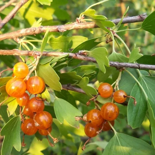 саженцы смородины золотистой саженцы смородины золотистой