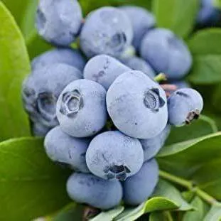 Ранние сорта  Ранние сорта в Туле