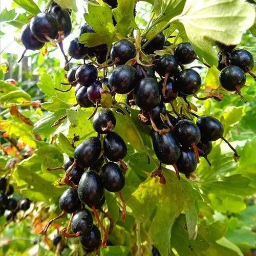 Смородина золотистая ОВАЛЬНАЯ  Смородина золотистая ОВАЛЬНАЯ в Туле