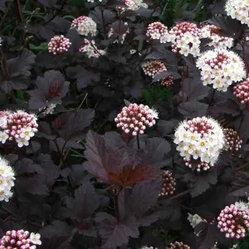 Пузыреплодник ДИАБЛО  Пузыреплодник ДИАБЛО в Туле