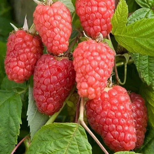 Малина КАСКАД ДЕЛАЙТ в Туле