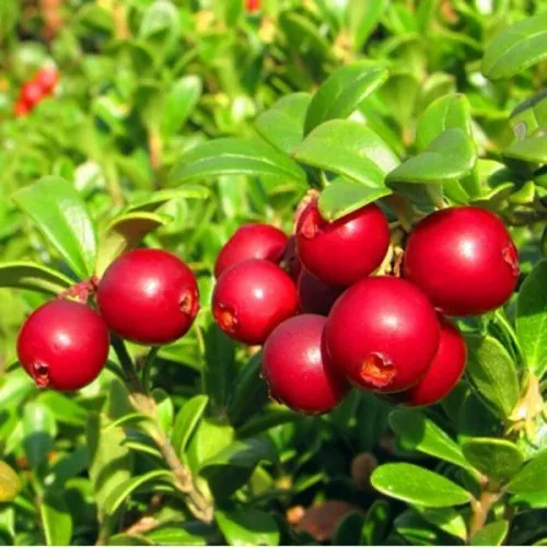 Брусника садовая РЕД ПЕРЛ  Брусника садовая РЕД ПЕРЛ в Туле