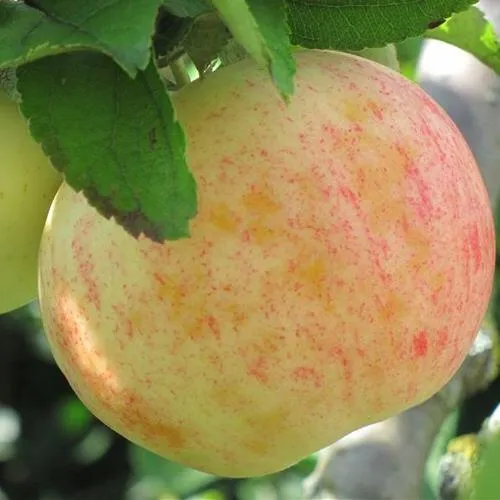 Яблоня ЛЕТНЕЕ СЛАДКОЕ  Яблоня ЛЕТНЕЕ СЛАДКОЕ в Туле