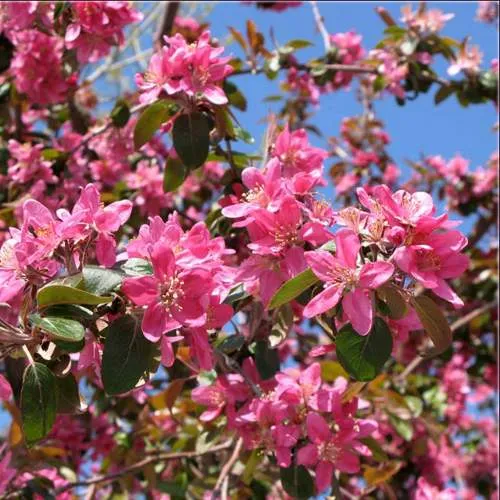 Яблоня ХЕЛЕНА декоративная  Яблоня ХЕЛЕНА декоративная в Туле