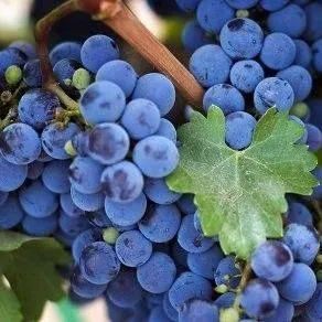 Винный   Винный  в Туле