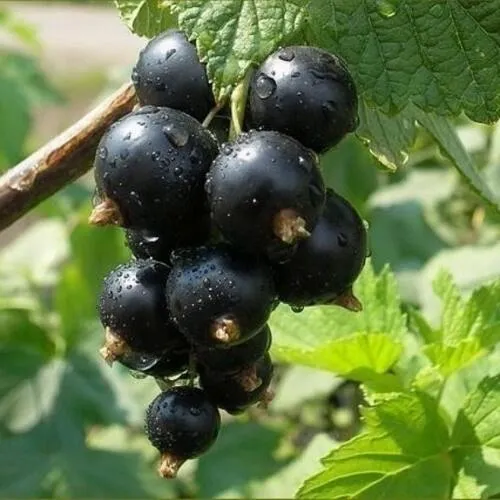 Смородина черная ПИГМЕЙ в Туле