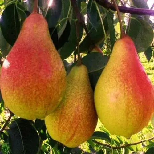 Груша АББАТ ФЕТЕЛЬ   Груша АББАТ ФЕТЕЛЬ  в Туле