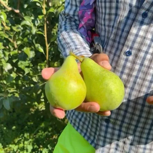 Груша ЗАРЕЧНАЯ КОМПАКТНАЯ  Груша ЗАРЕЧНАЯ КОМПАКТНАЯ в Туле