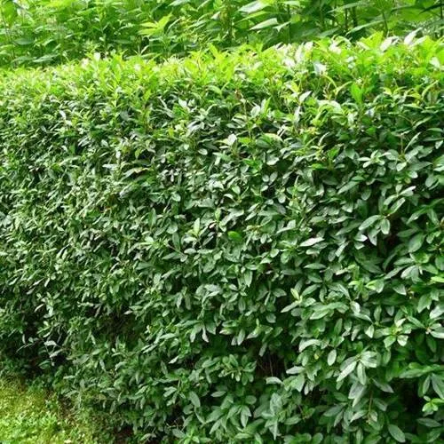 Бирючина обыкновенная  Бирючина обыкновенная в Туле