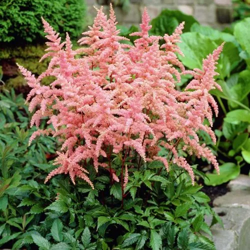 Астильба БРЕССИНГЕМ БЬЮТИ Арендса  Астильба БРЕССИНГЕМ БЬЮТИ Арендса в Туле